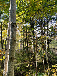 Autumns Sunlight in the Scottish Highlands